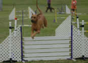 mia-agility-1.jpg (114558 bytes)